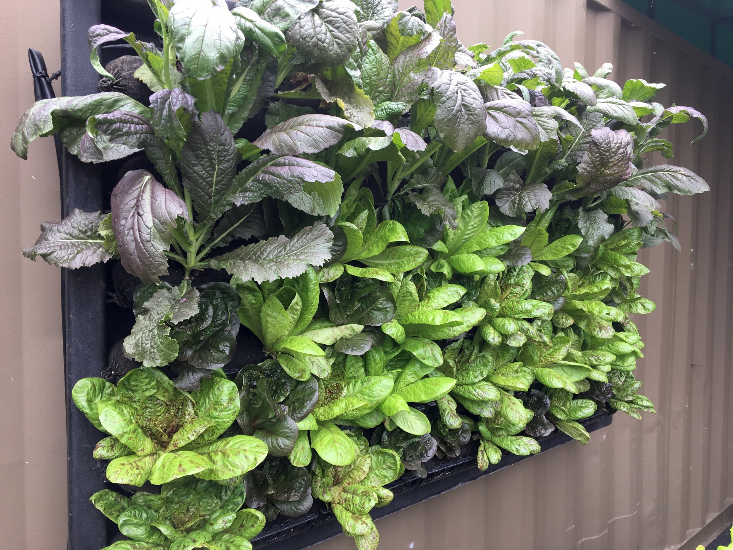 Vertical Garden on shipping container