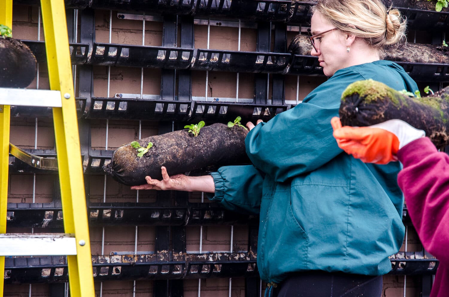 Installing planted vardensok into a varden vertical garden wall