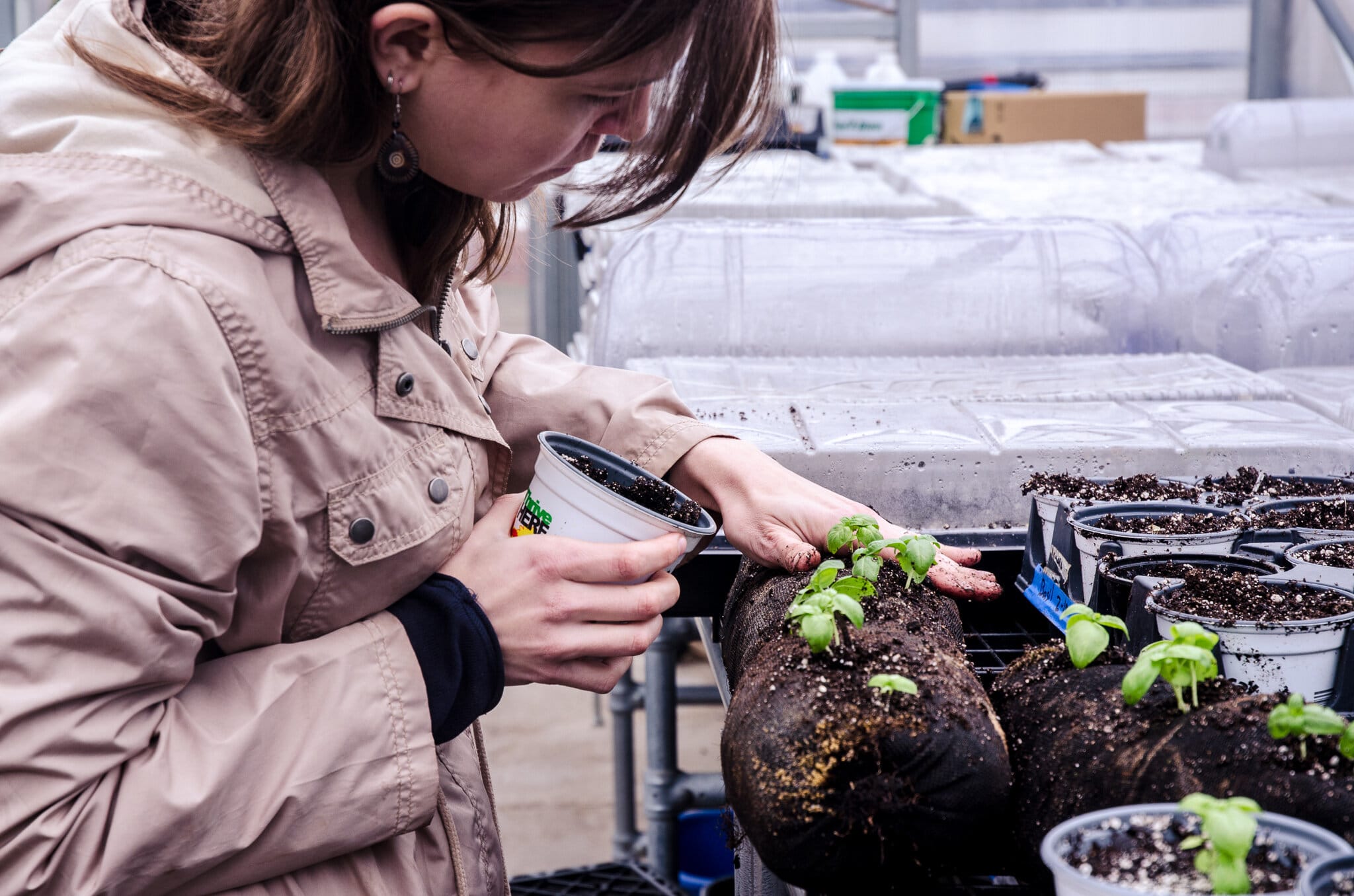 Urban gardener planting vardensok