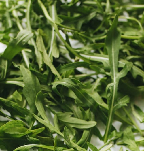Arugula growing in Vardensok for vertical gardening