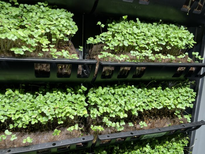 Microgreens growing in varden pouches