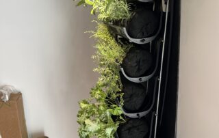 Side view of indoor kitchen garden