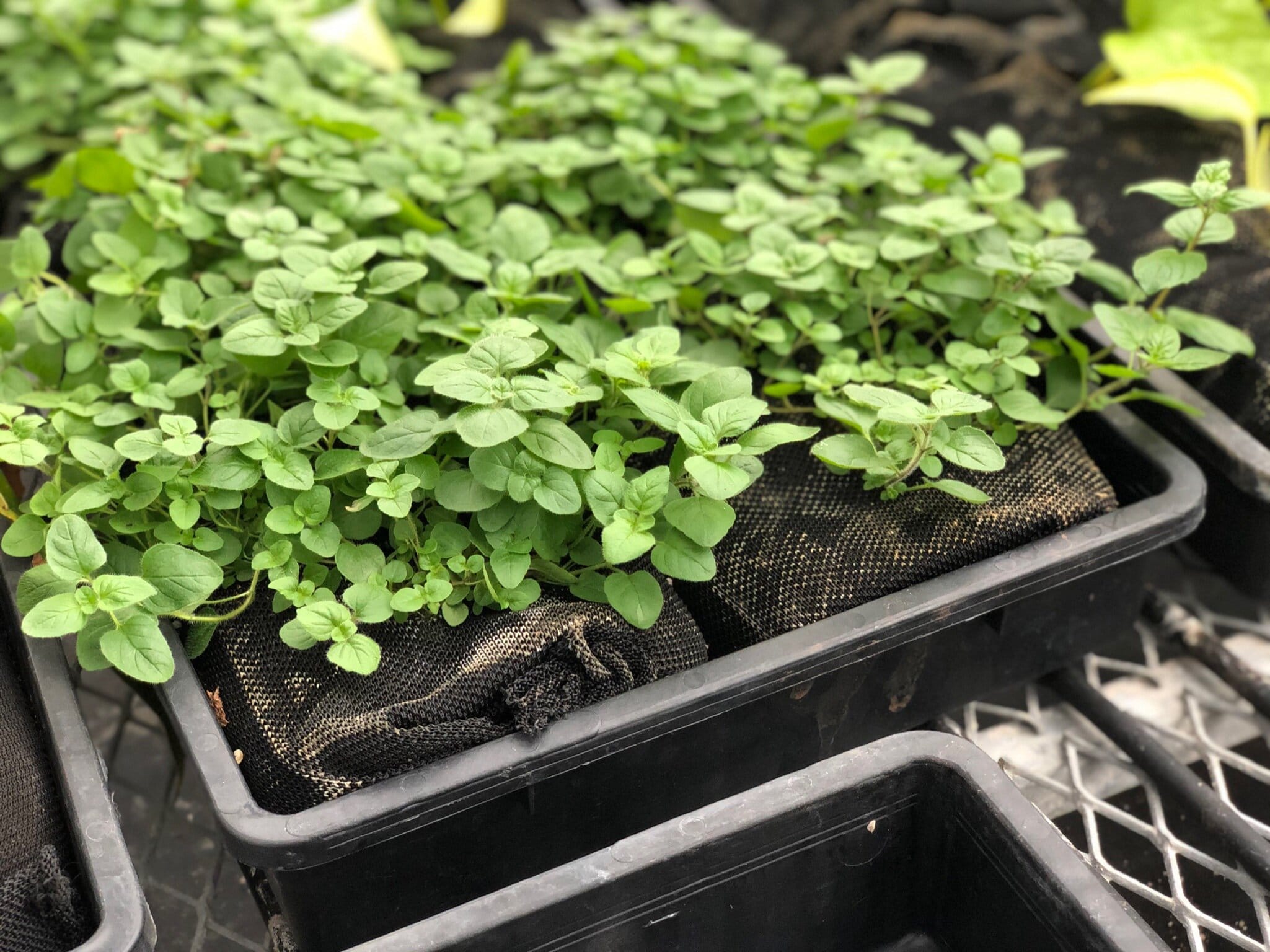 Oregano growing in Vardensok for vertical gardening