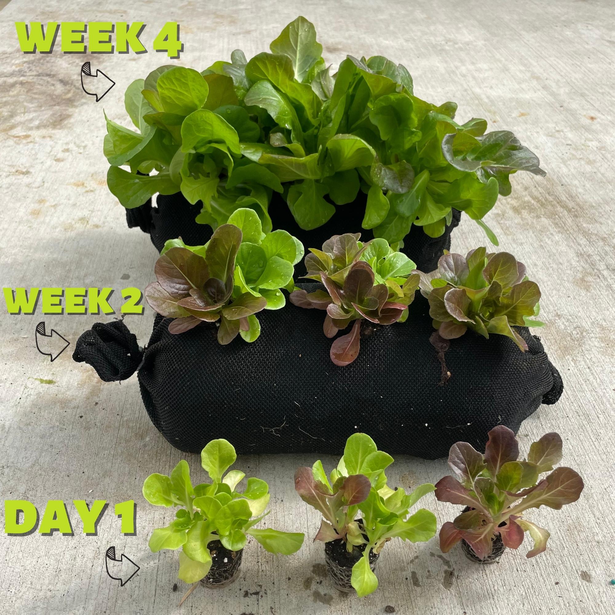 Vertical garden lettuce progress photo