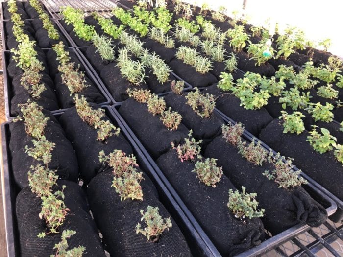 Soil Filled Vardensok for Vertical Gardens (12 ct) - Image 10