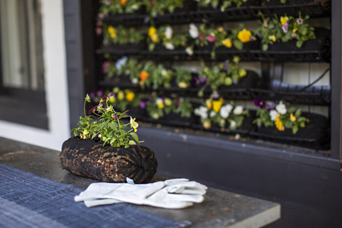 Single Vardensok planted and ready to place in Varden vertical garden