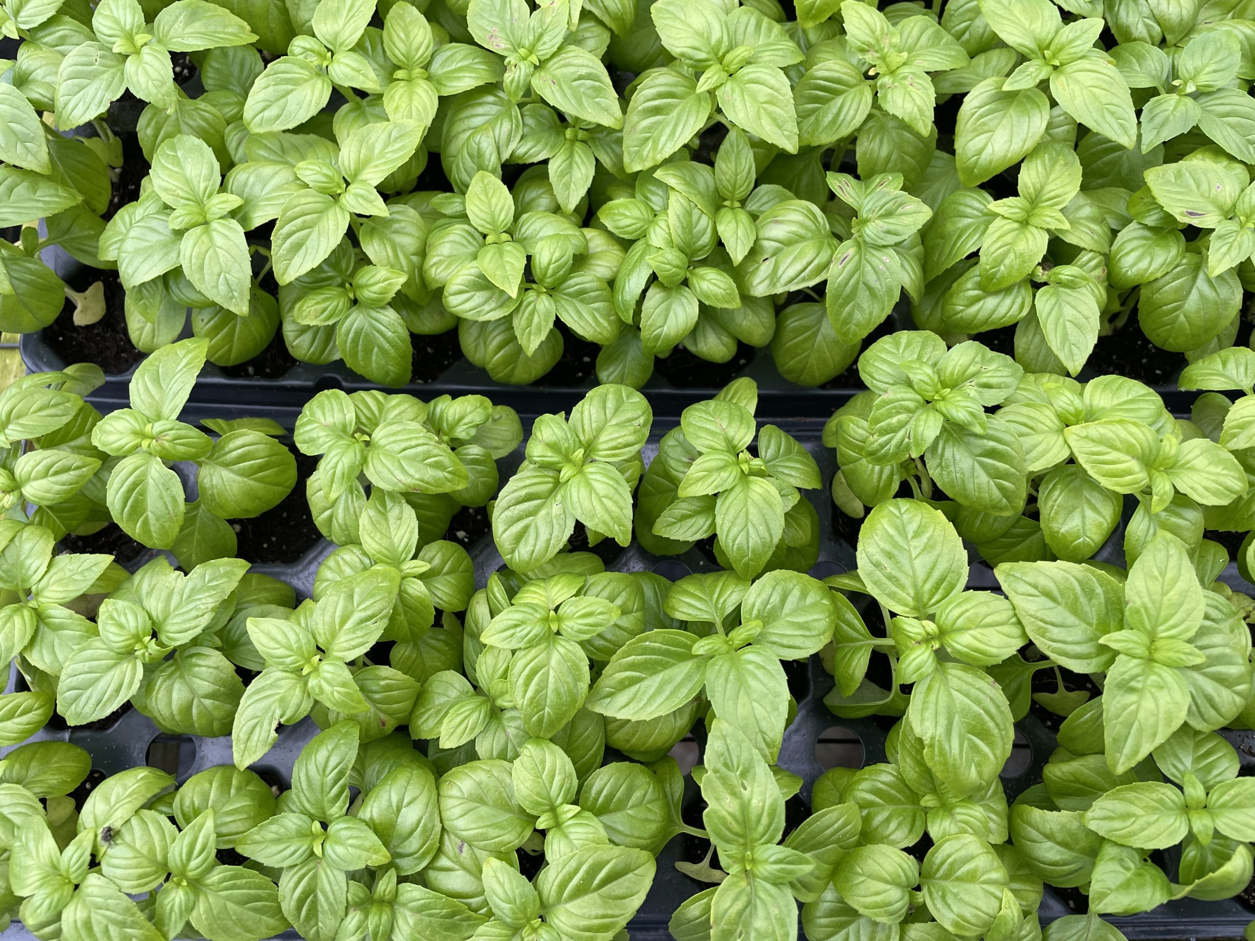 live basil plants for vertical gardens