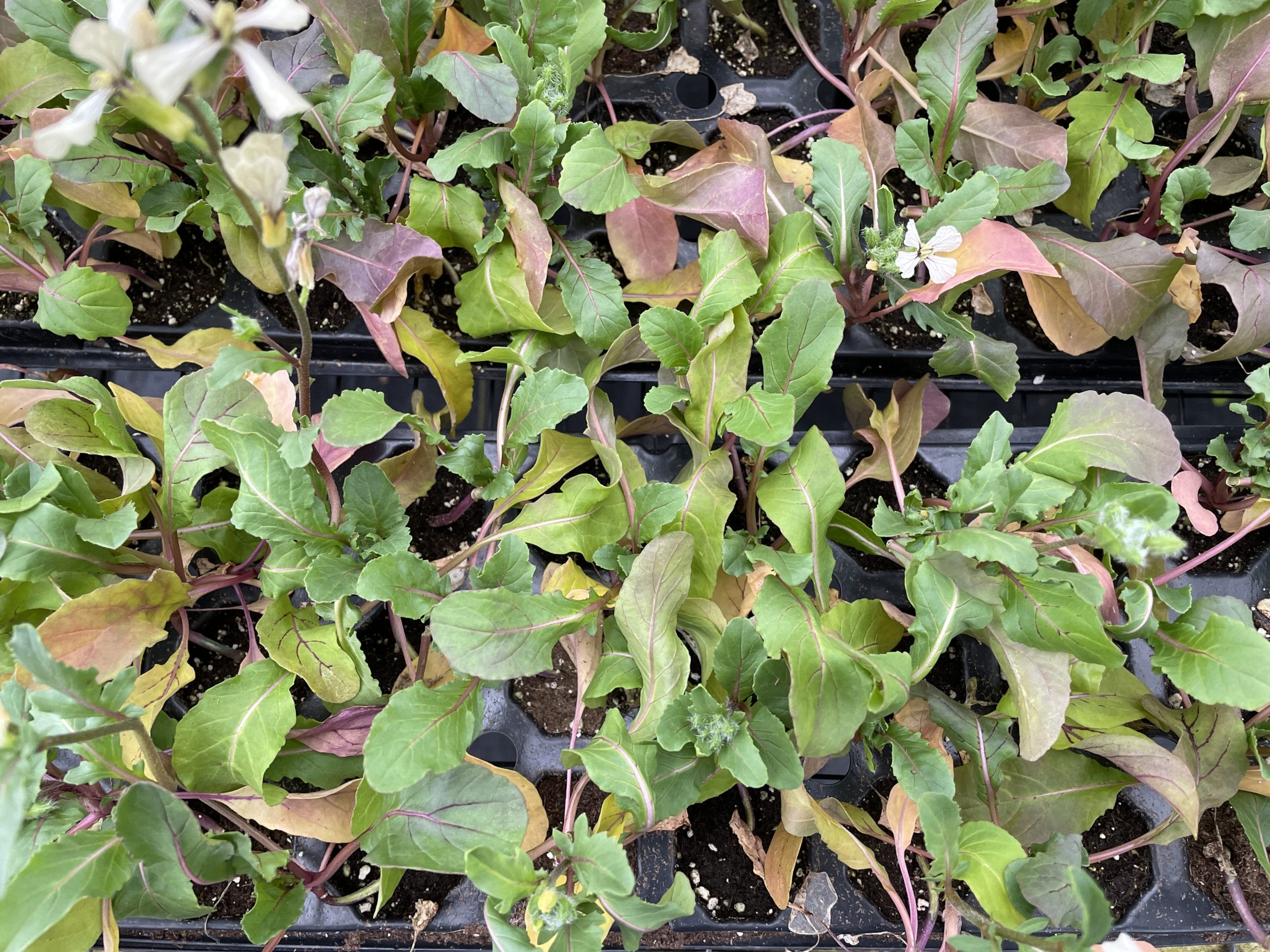 Arugula live plugs ready for shipment to vertical garden customers