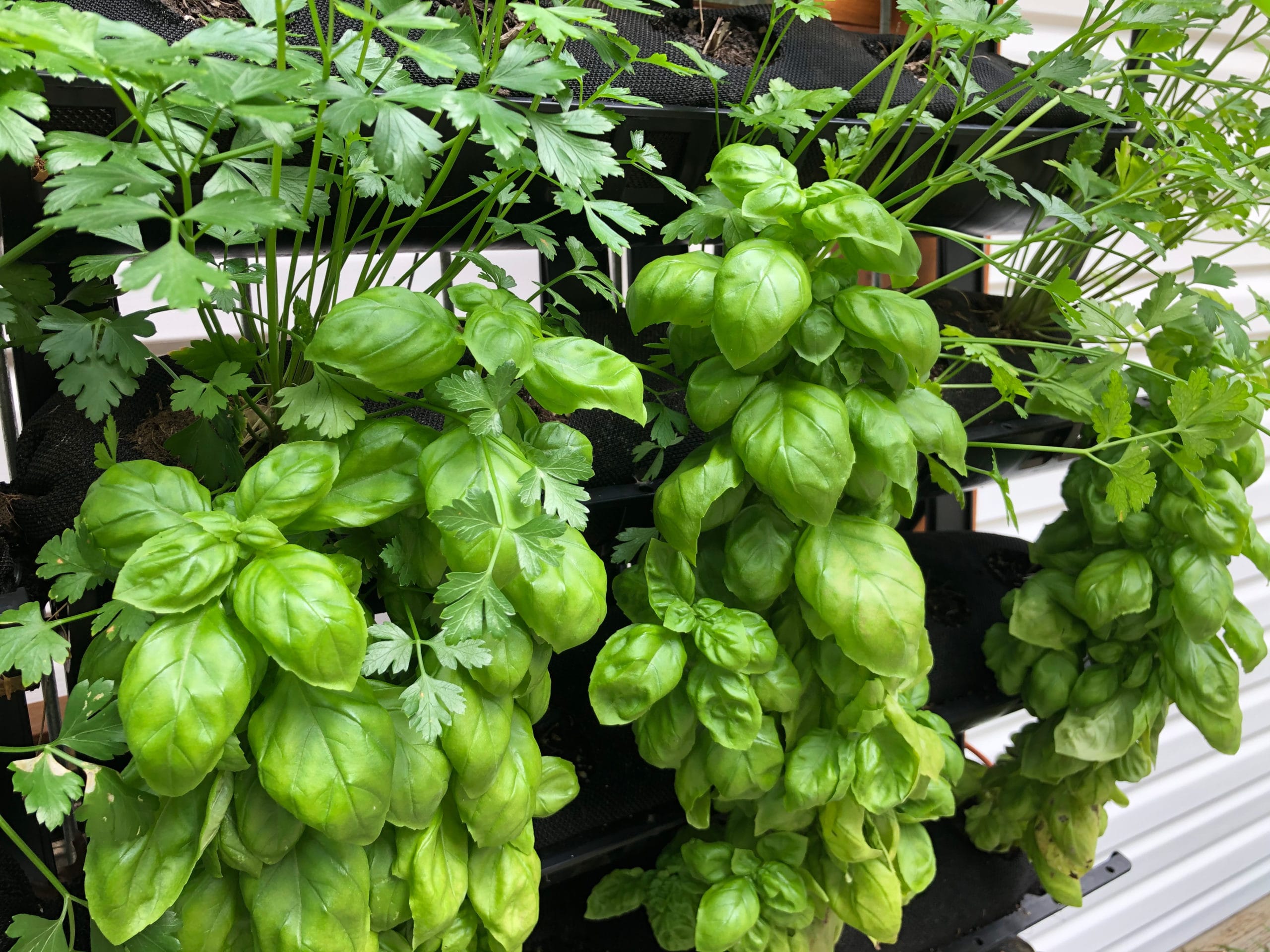Basil growing in a varden vertical garden