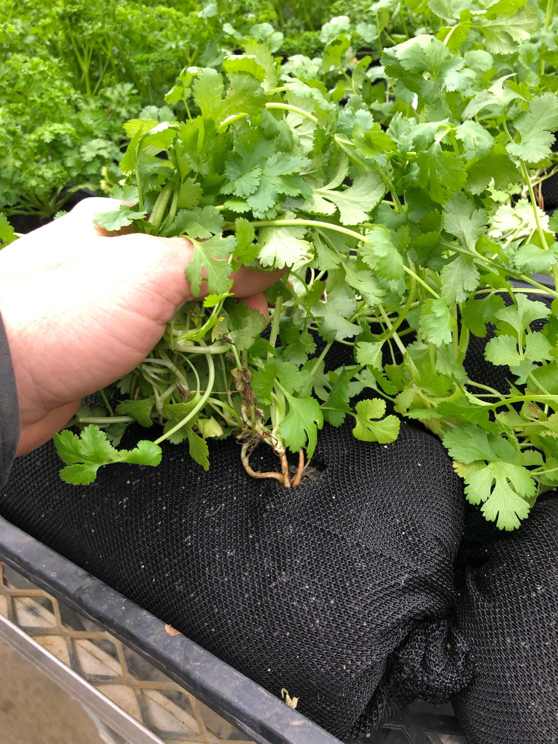 Cilantro growing in Vardensok for vertical gardening