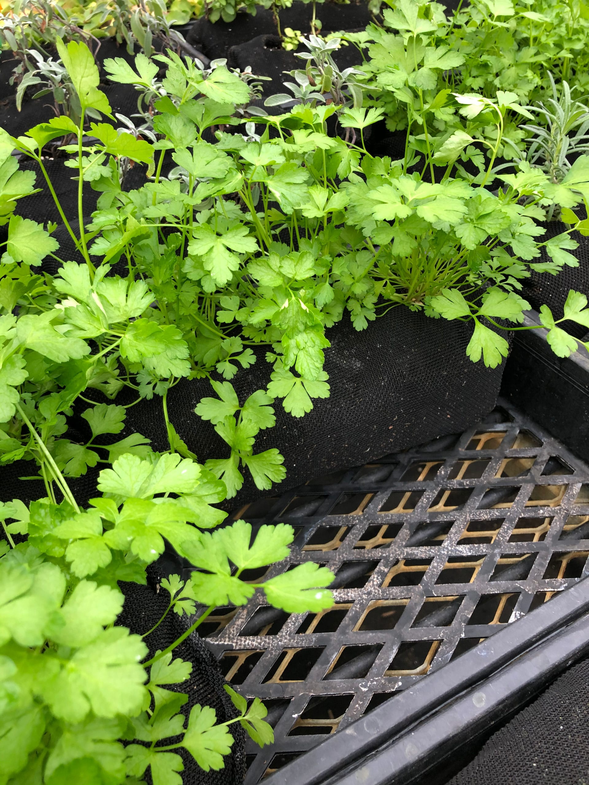 Parsley growing in Vardensok for vertical gardening
