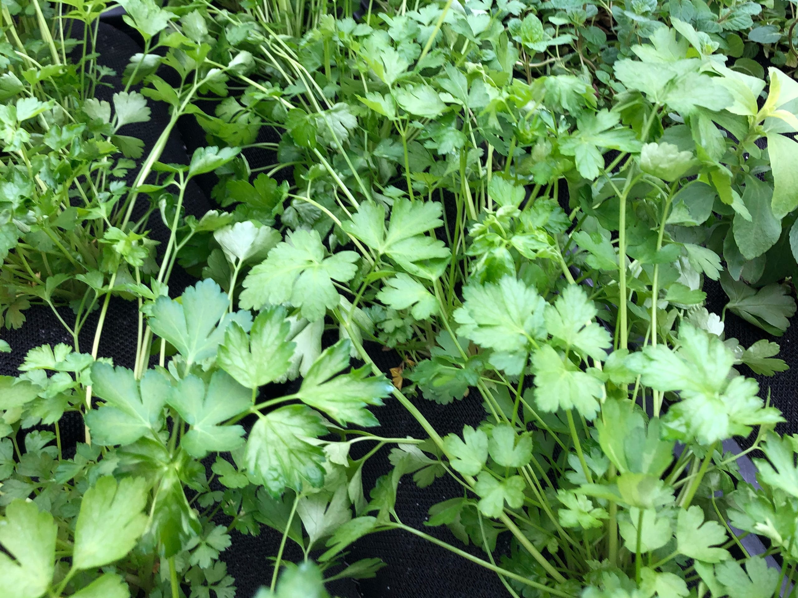 Parsley live plugs ready for shipment to vertical garden customers