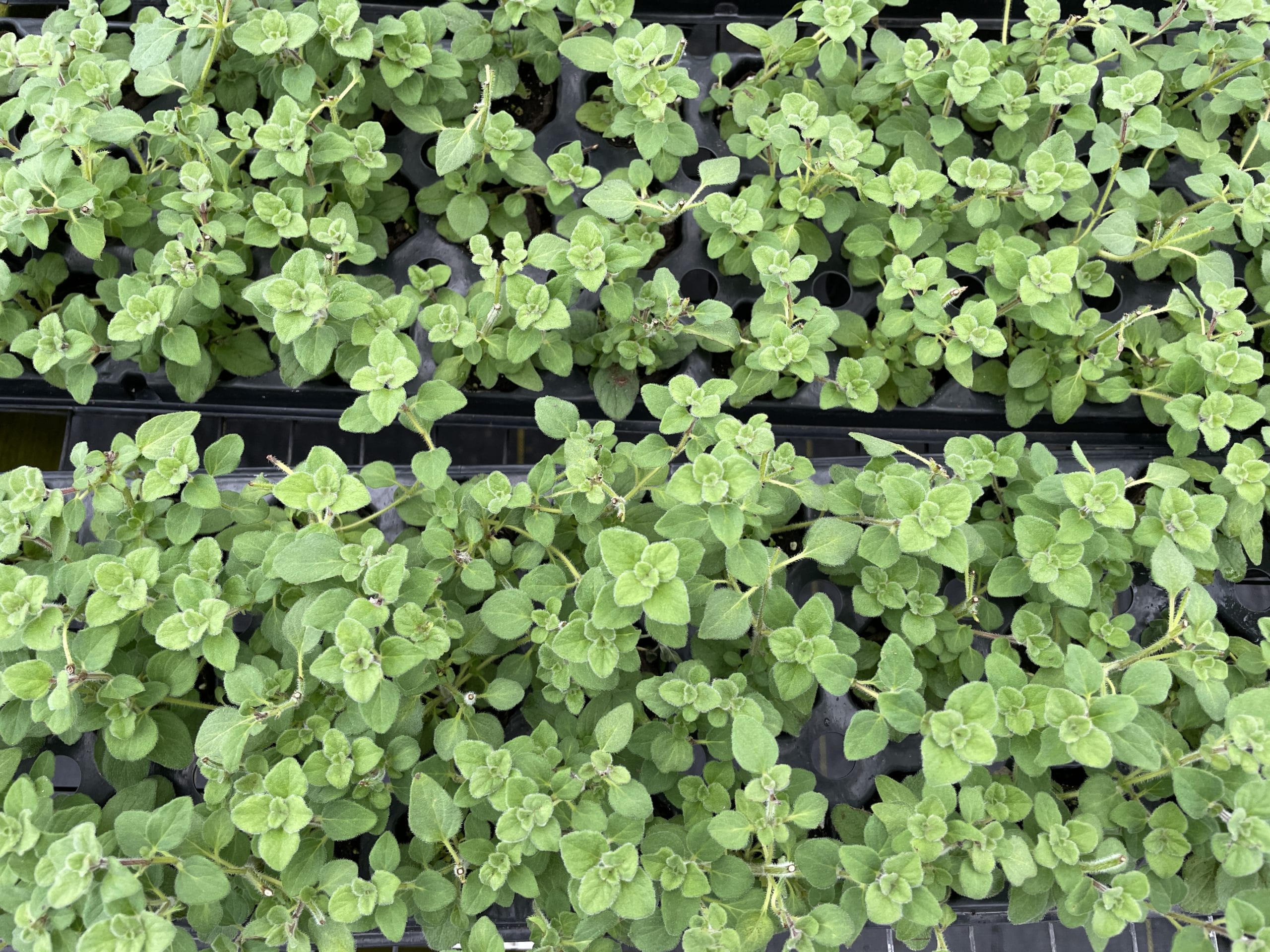 Oregano live plugs ready for shipment to vertical garden customers