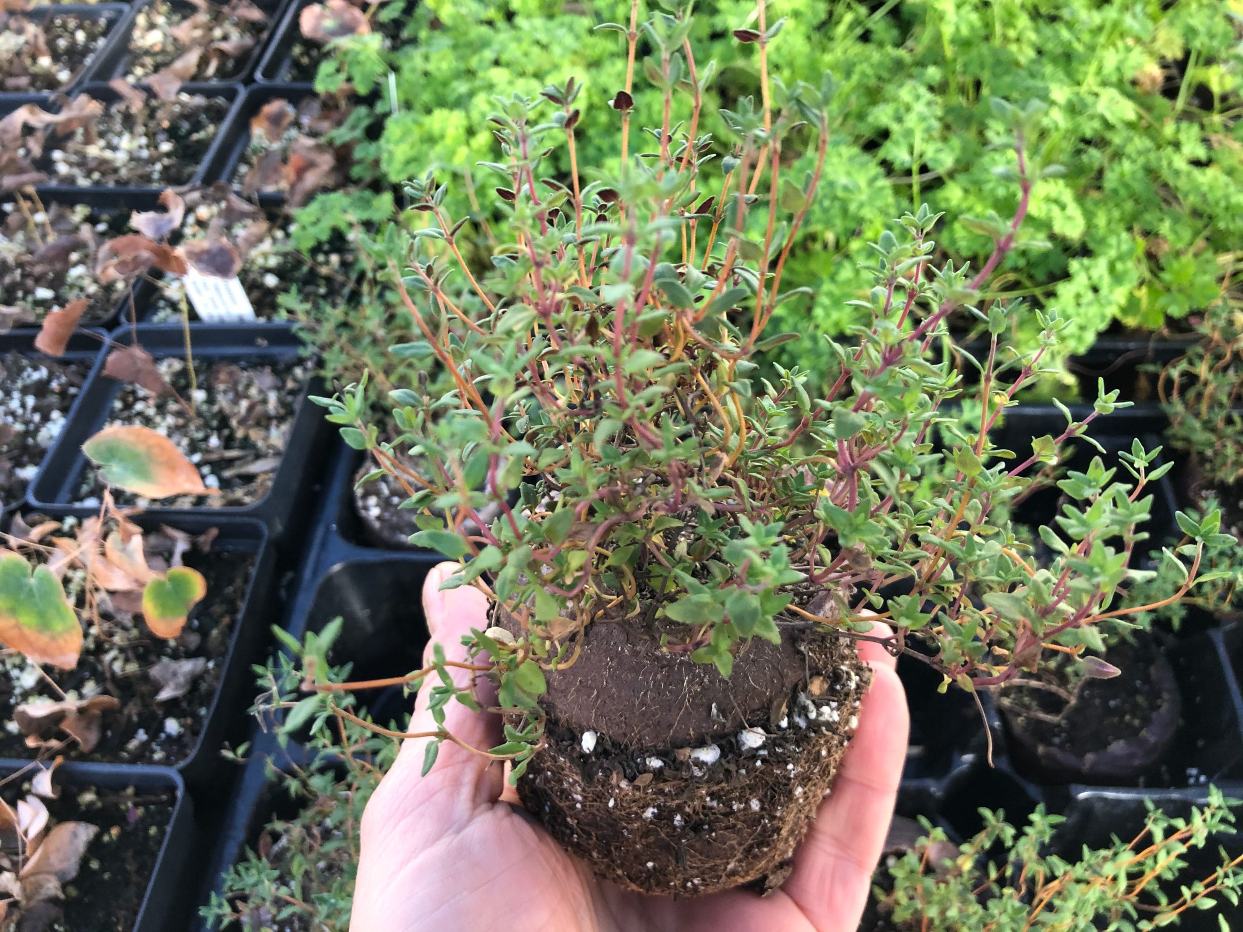 Thyme live plugs ready for shipment to vertical garden customers