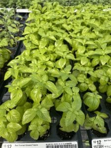 Basil seedlings