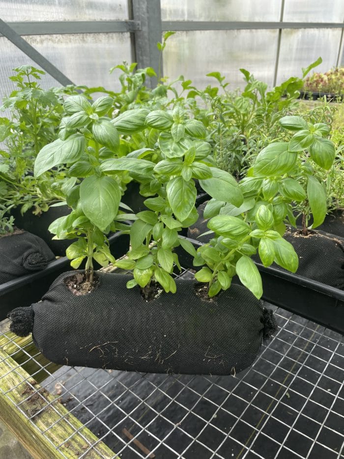 Soil Filled Vardensok for Vertical Gardens (12 ct) - Image 9