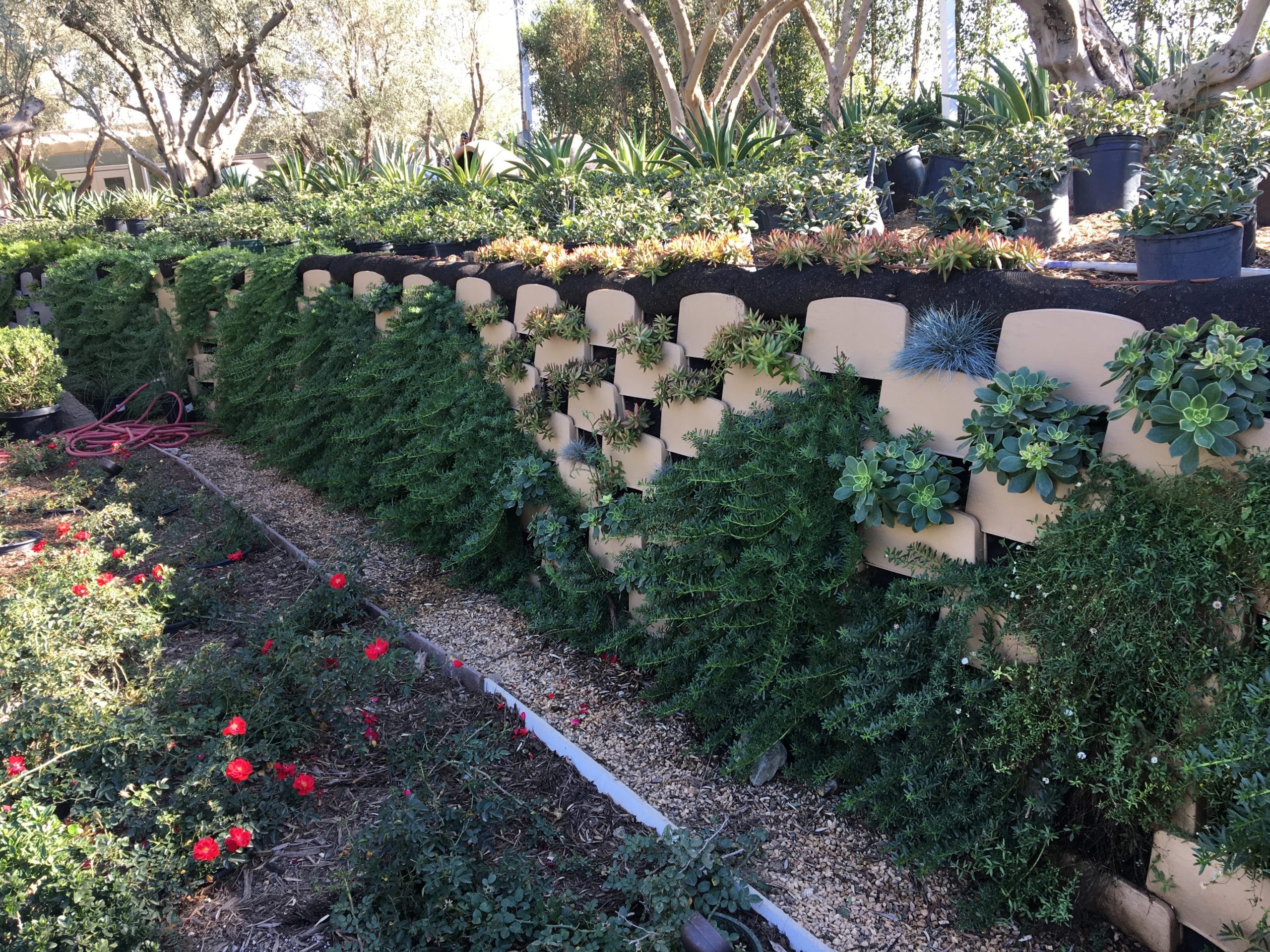 Planted living retaining wall