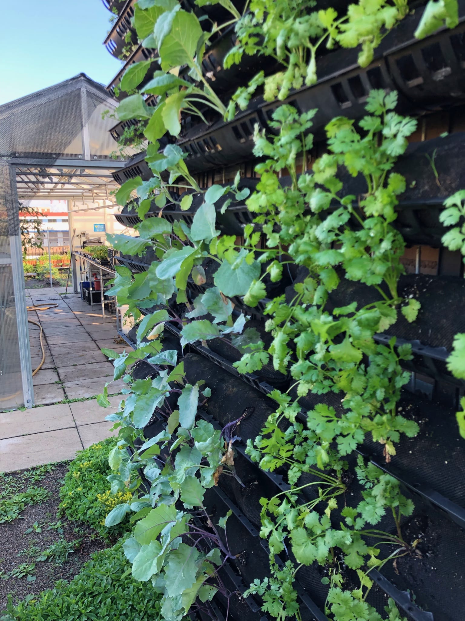 Vertical Garden at urban farm