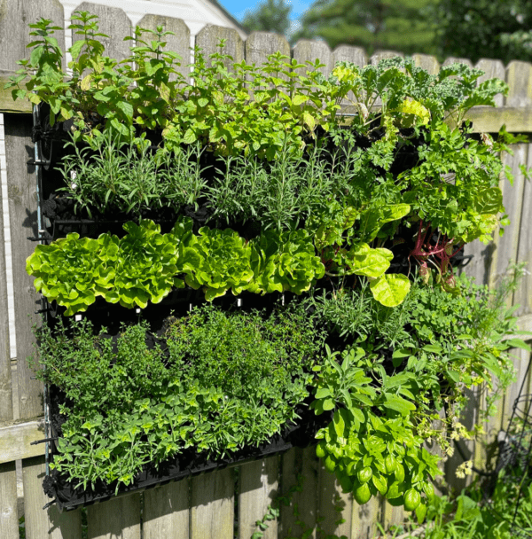 Vertical Garden on Fence 2 Kitchen Garden units installed on fence