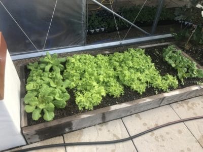 Raised Bed Gardening