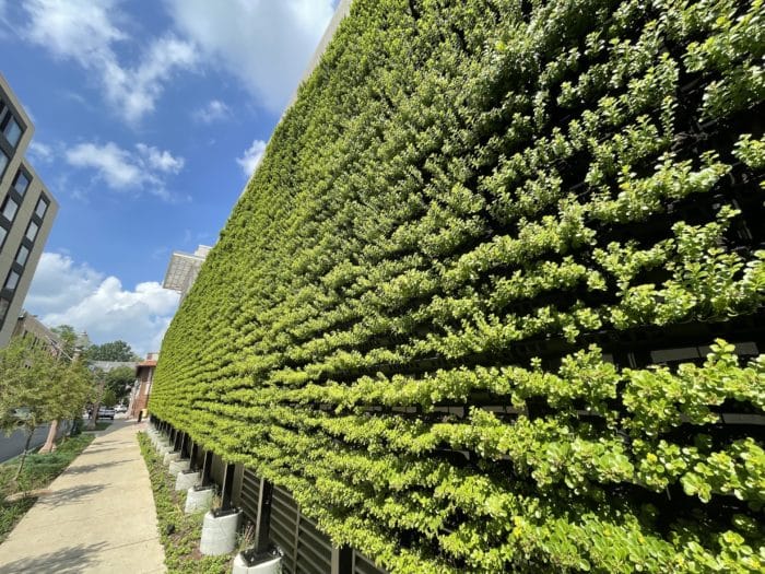 Large outdoor living walls planted