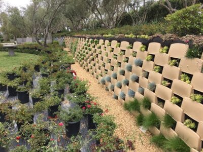 Freshly planted living retaining wall