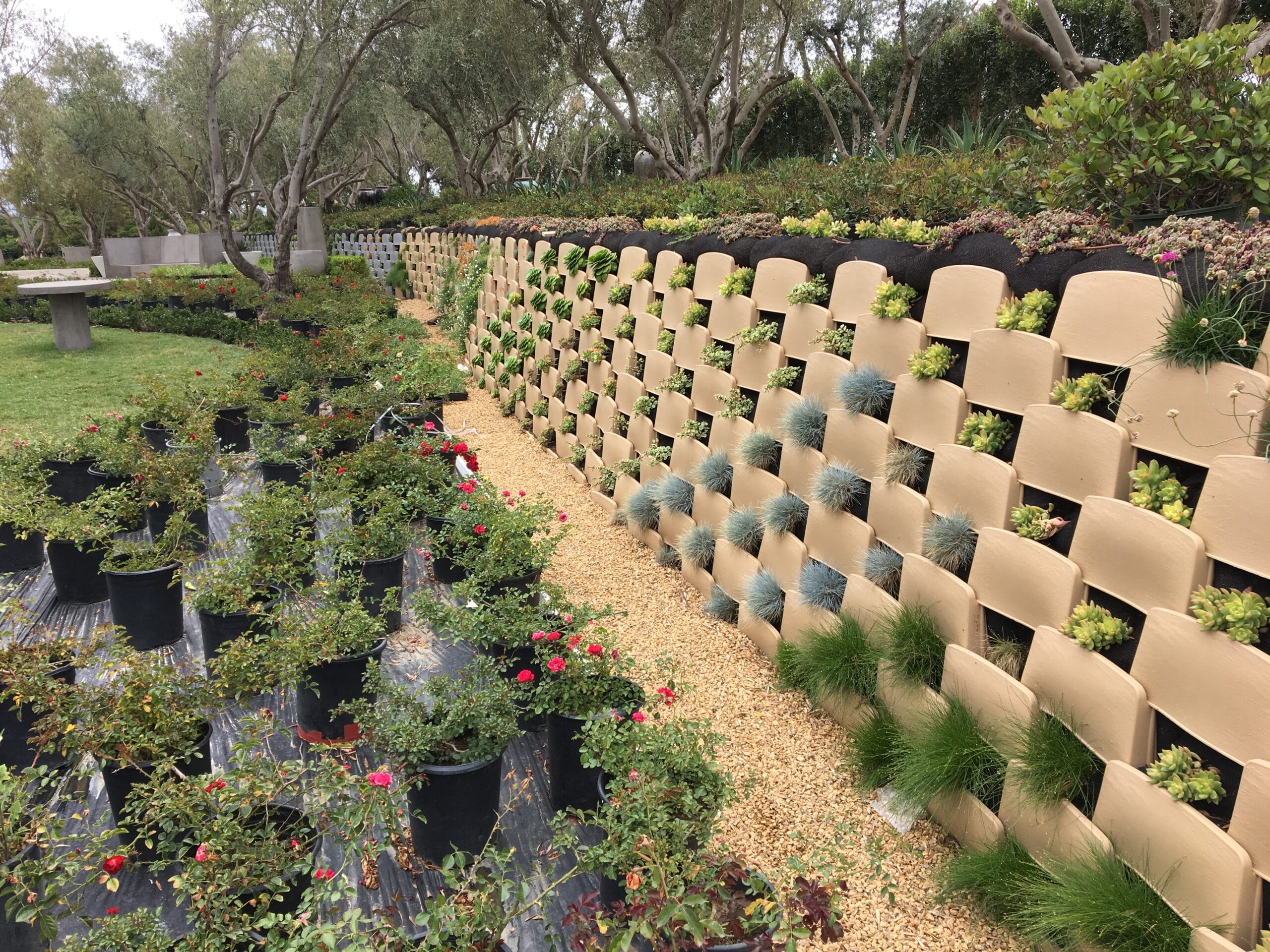 Freshly planted living retaining wall