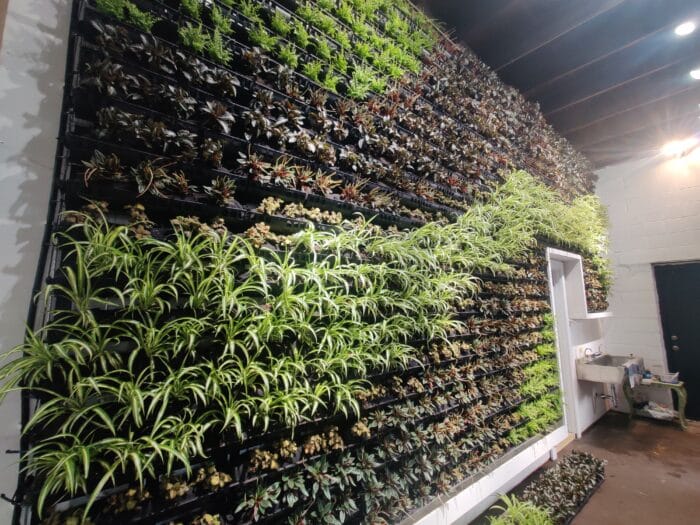 Large indoor Varden Living Wall