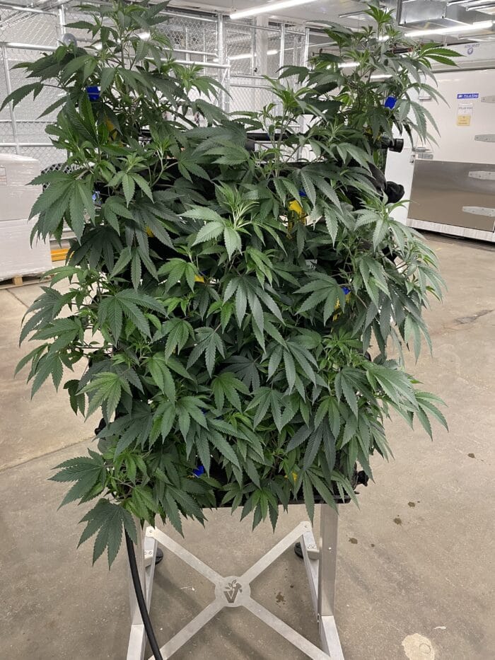 Cannabis growing vertically on a vertical garden rack