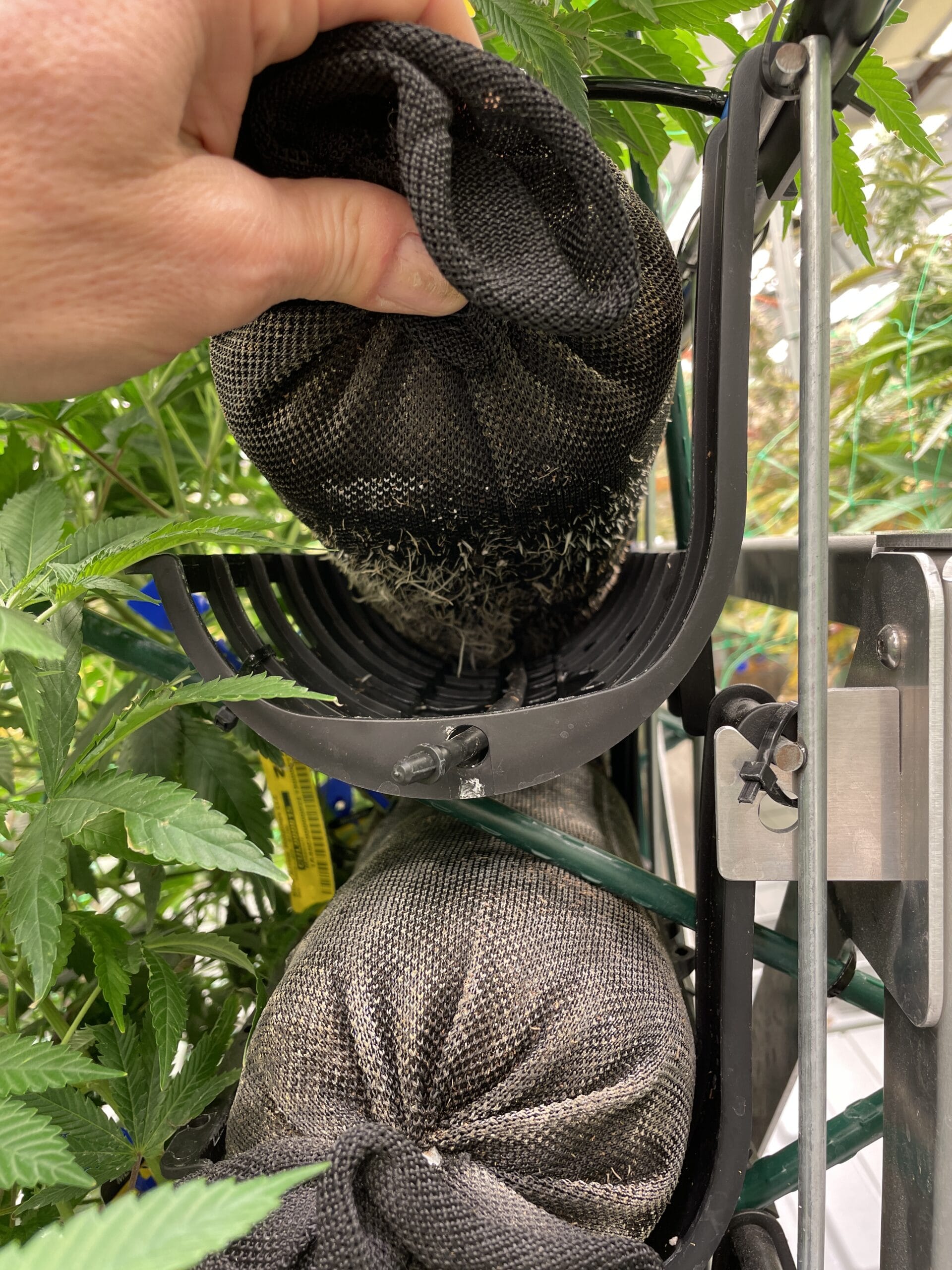 Roots extending from bottom of Vardensok