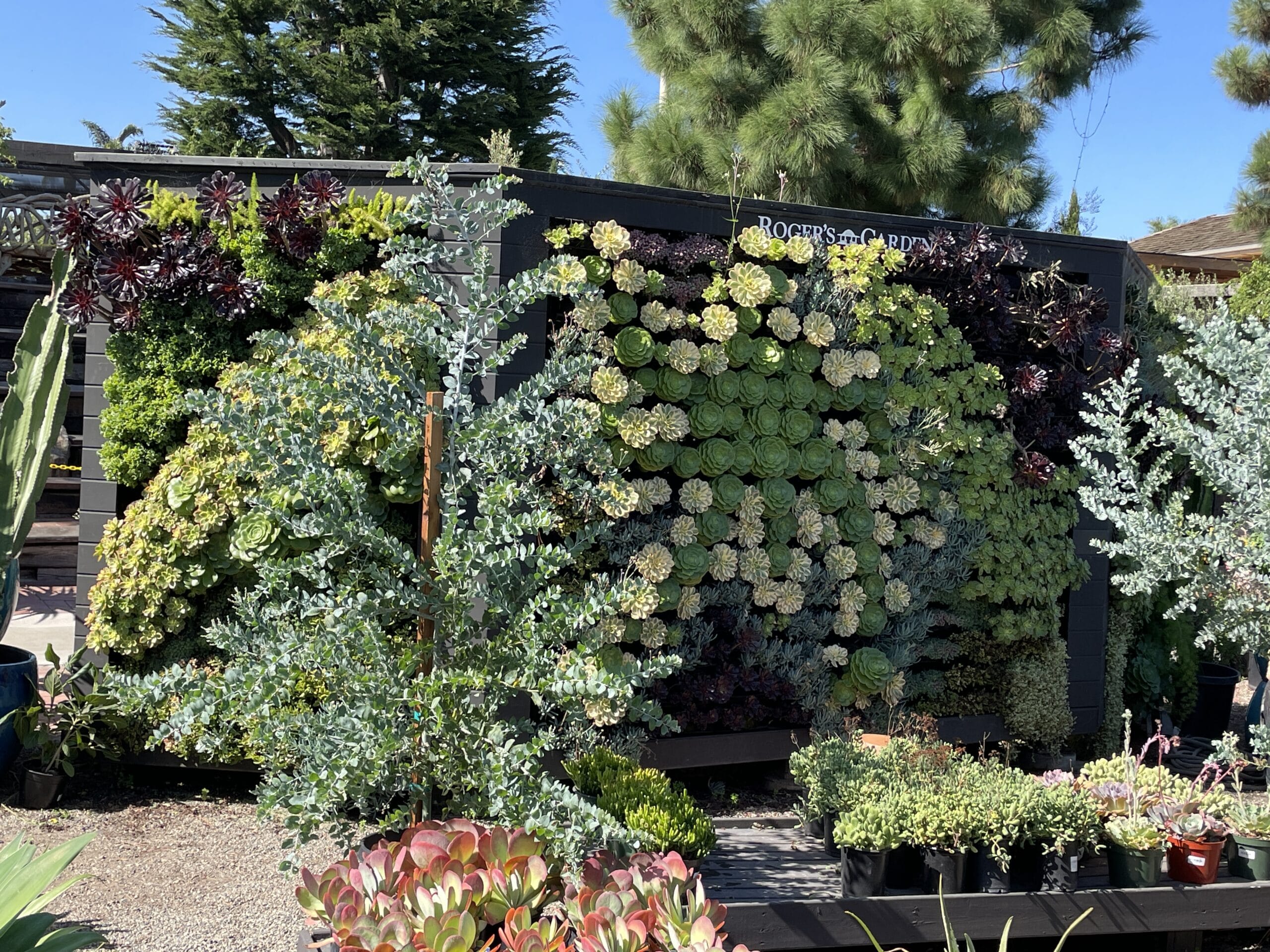 Succulent wall at Rogers Gardens