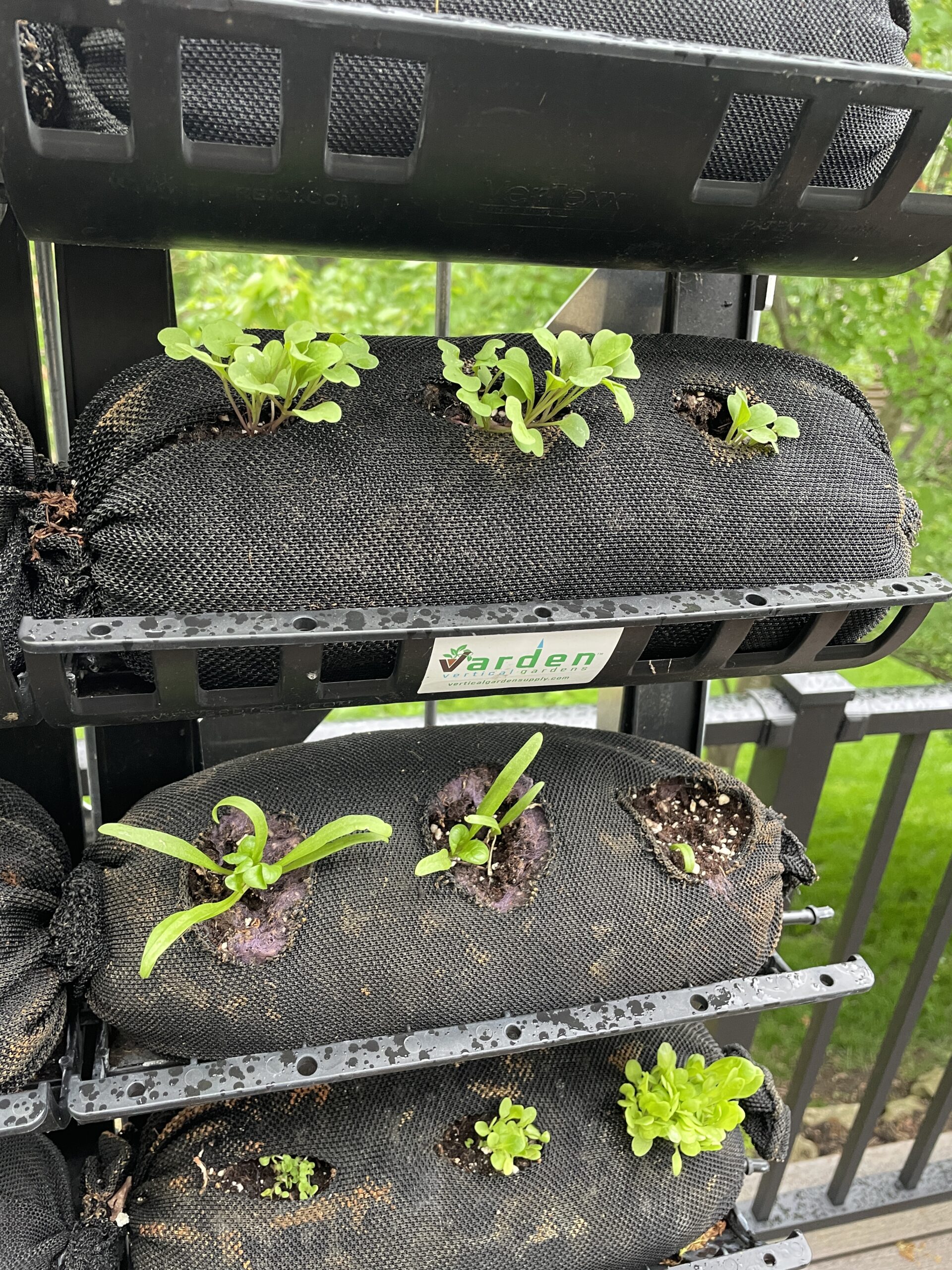 Soil filled vardensok for growing garden plants