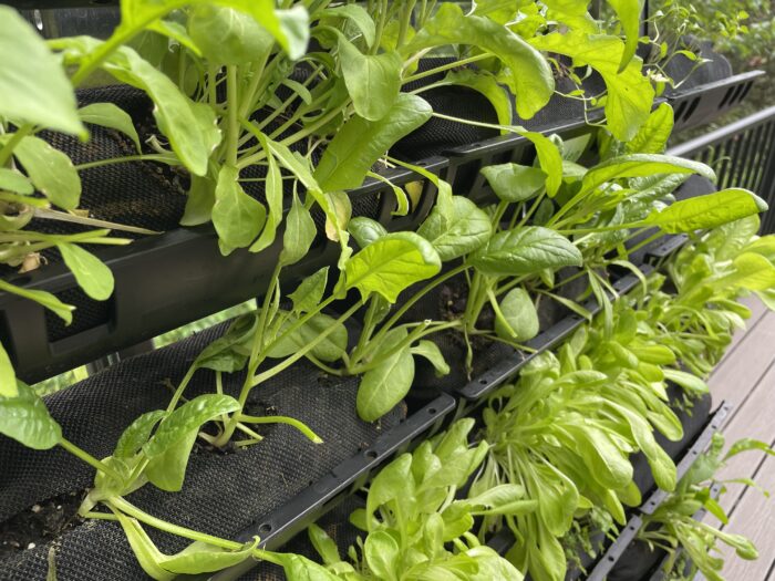 Arugula and Spinach growing vertically in a garden rack