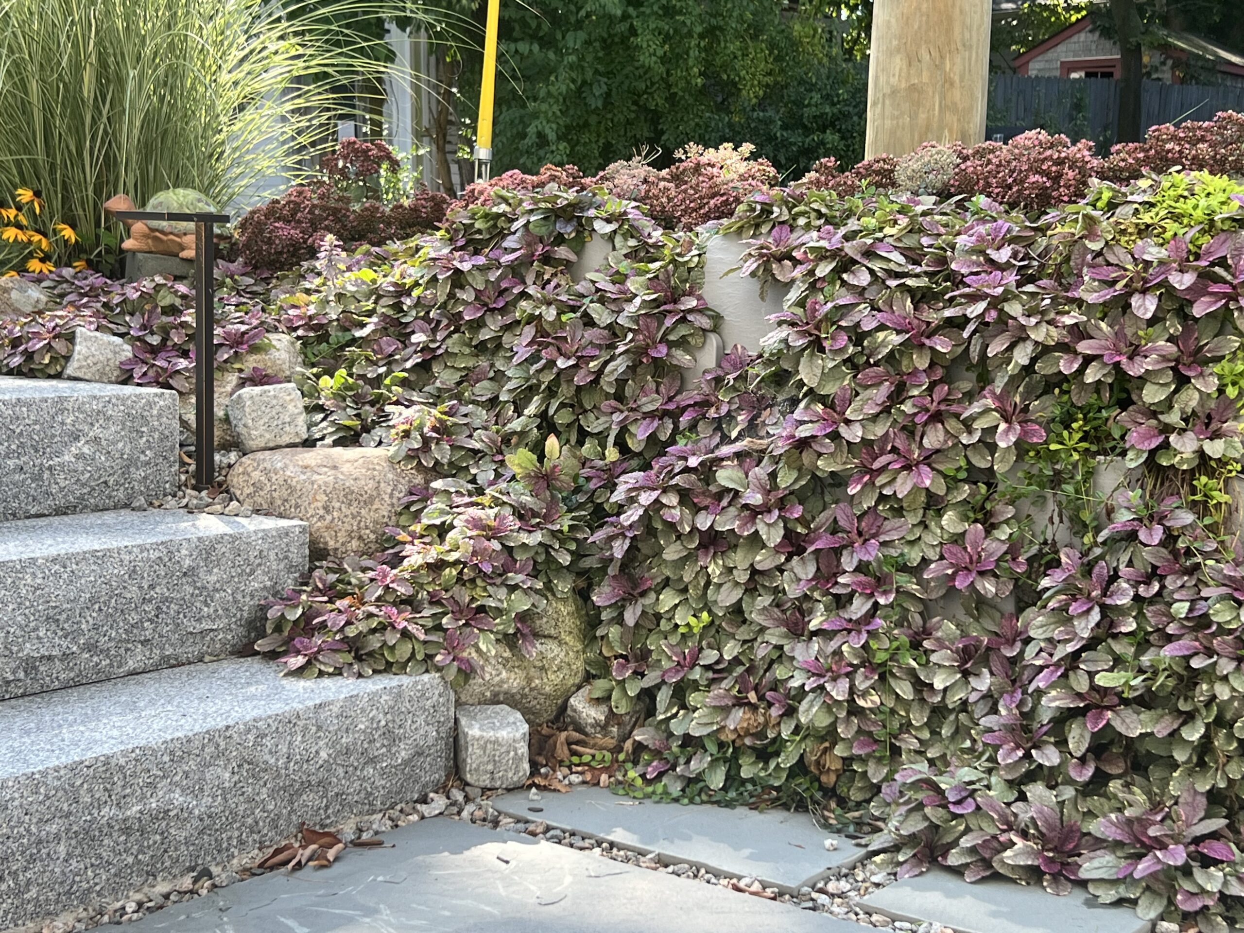 Varden plantable retaining wall blocks planted with ajuga