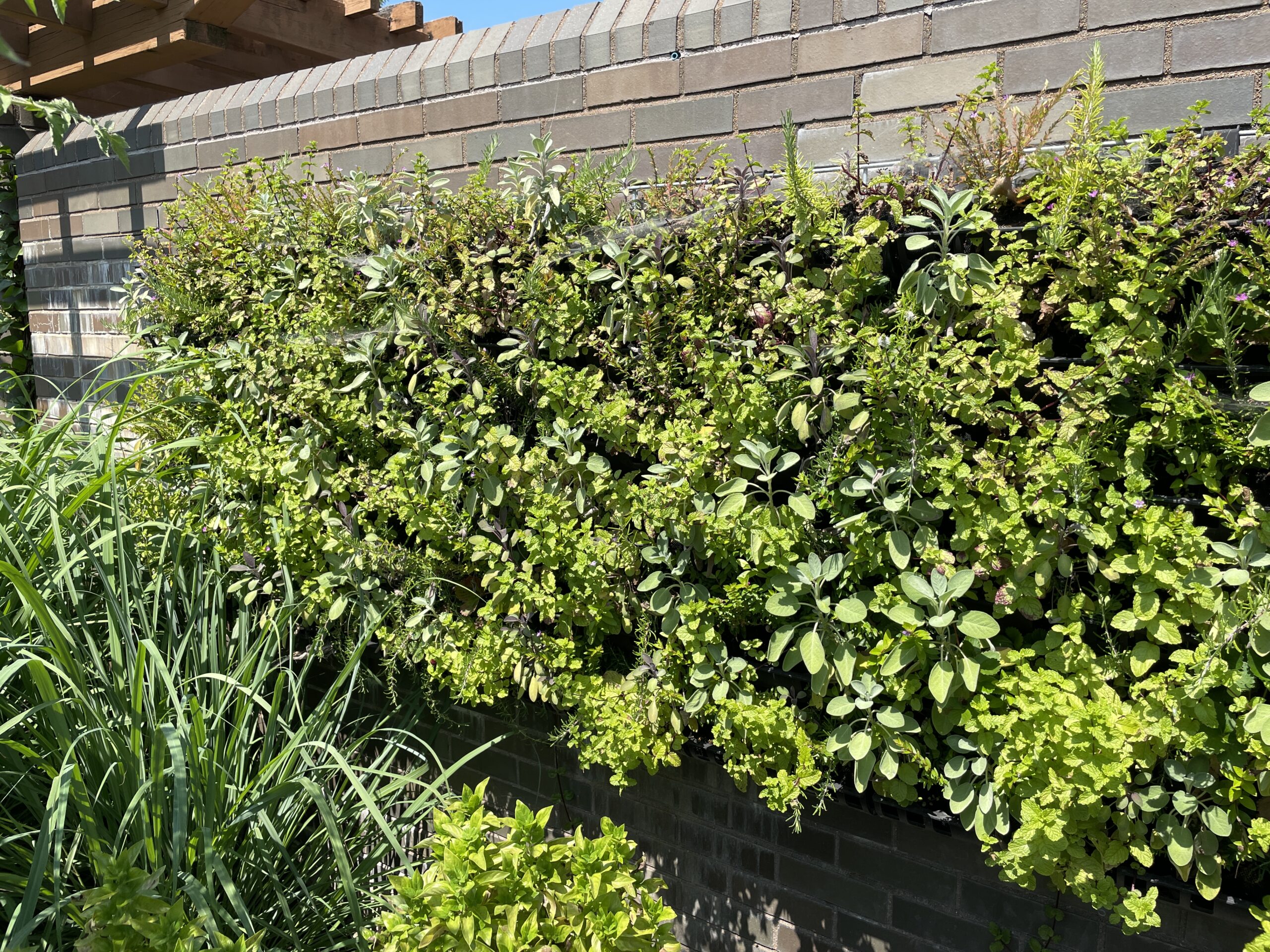 Herb wall at Missouri botanical Garden