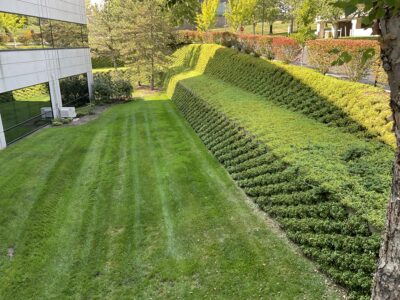 Living Retaining Walls at office campus in St. Louis, MO. planted with Sedum