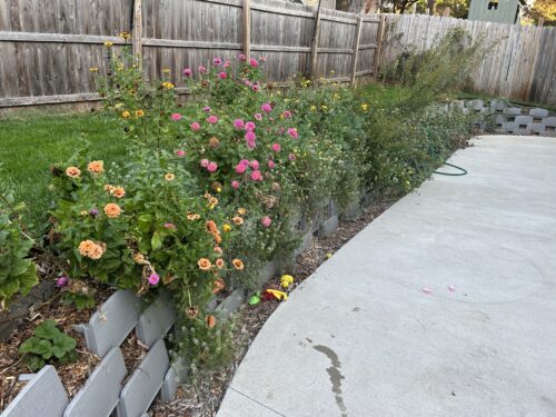 Plantable retaining wall after planting with zinnias, vinca and strawberries growing in the face of the blocks