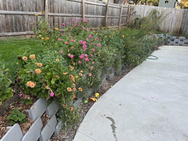 Plantable retaining wall after planting with zinnias, vinca and strawberries growing in the face of the blocks