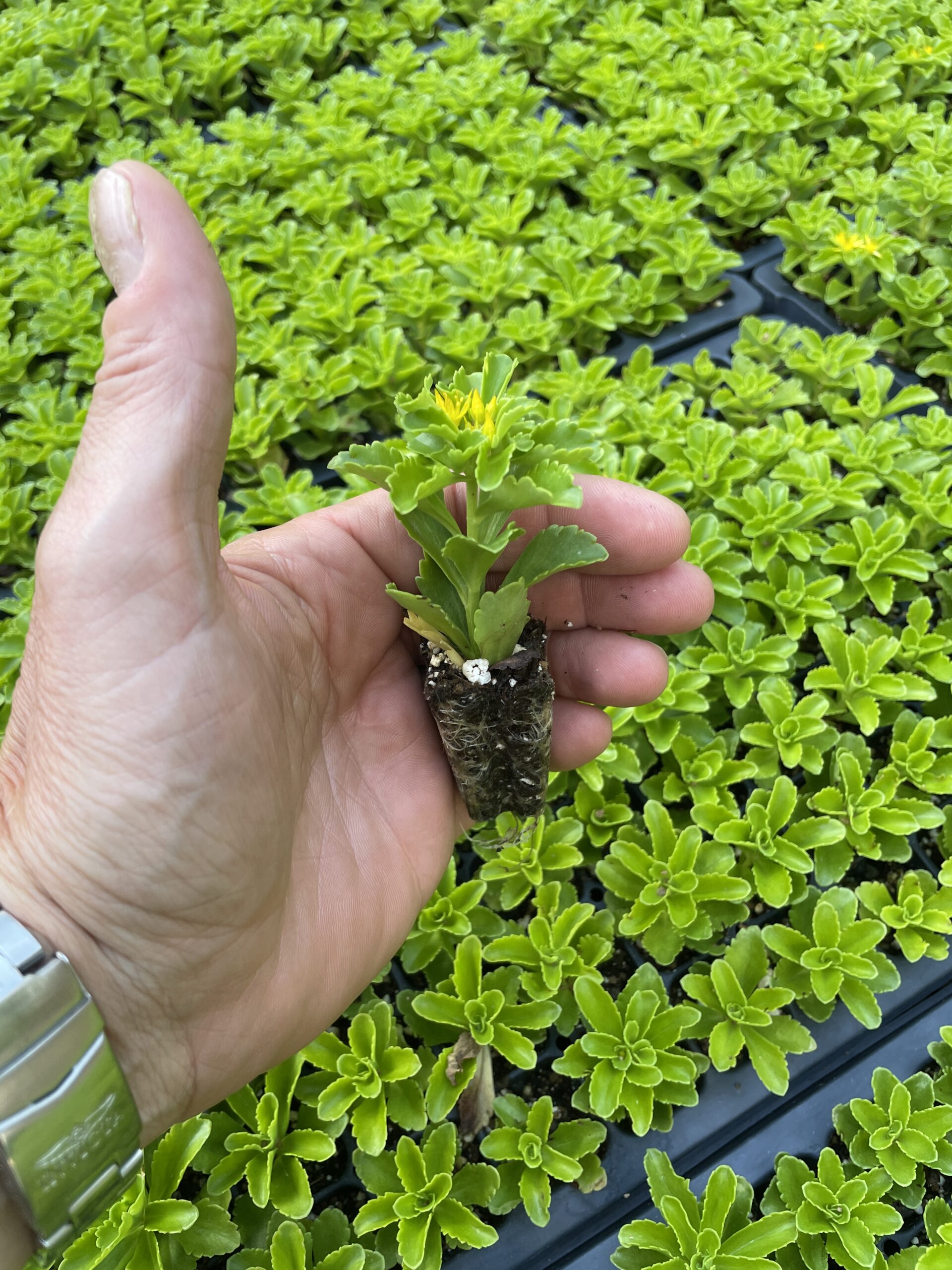 Sedum Kamchaticum in samll live plugs