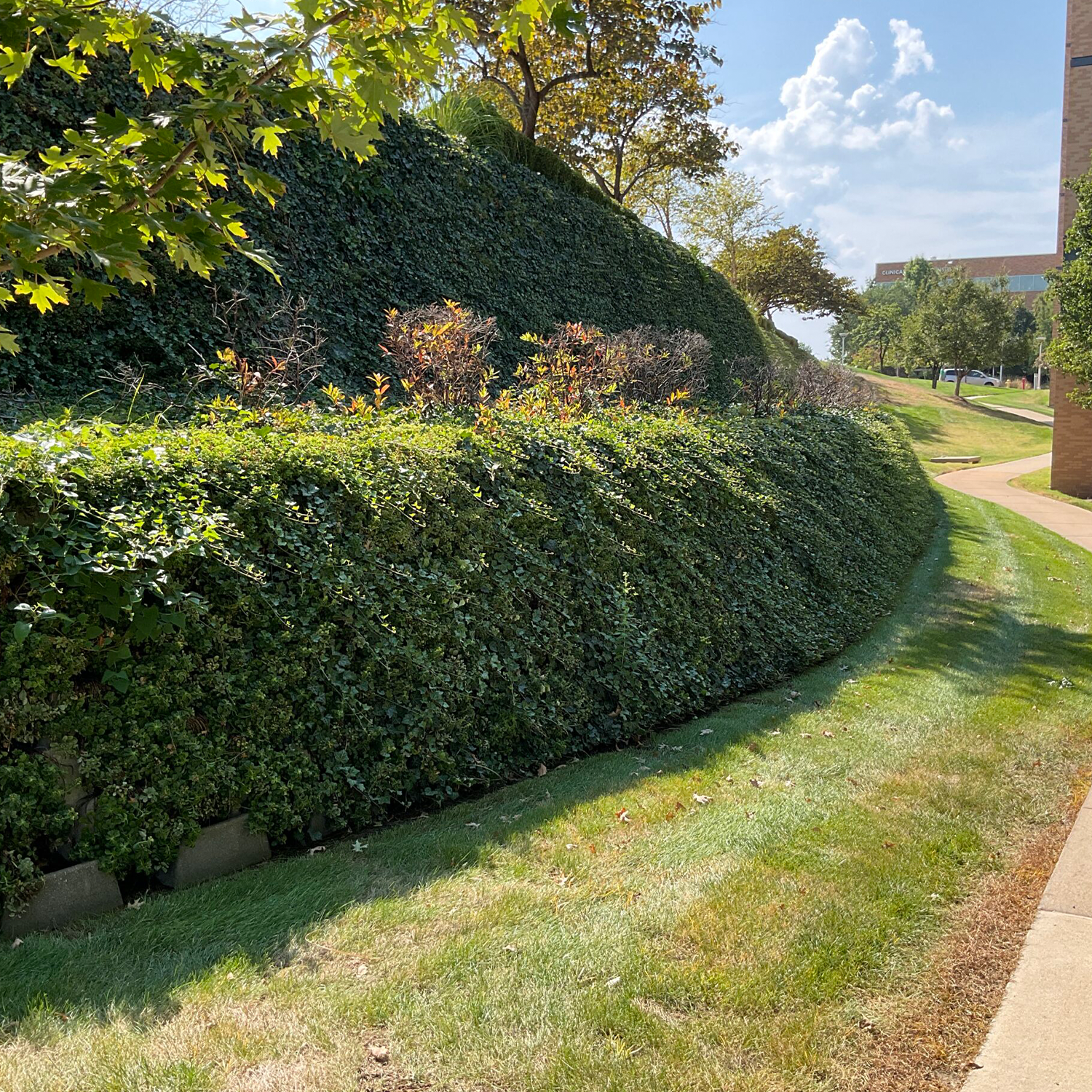 Living Retaining Wall planted with Baltic Ivy