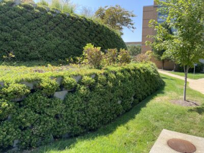 Hercules block retaining wall with sedum kamtchaticum