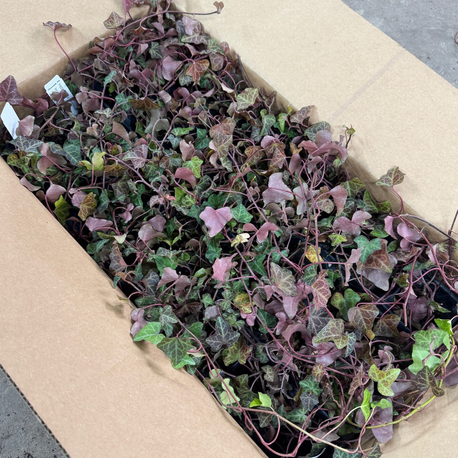 Tray of Baltic Ivy for Varden plantable retaining walls in shipping box