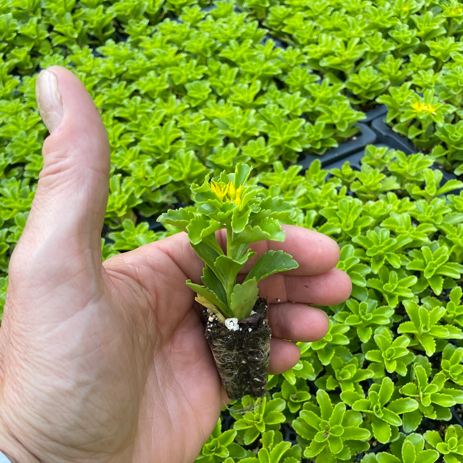 Sedum kamtschaticum live plug with 72 count trays ready for shipment