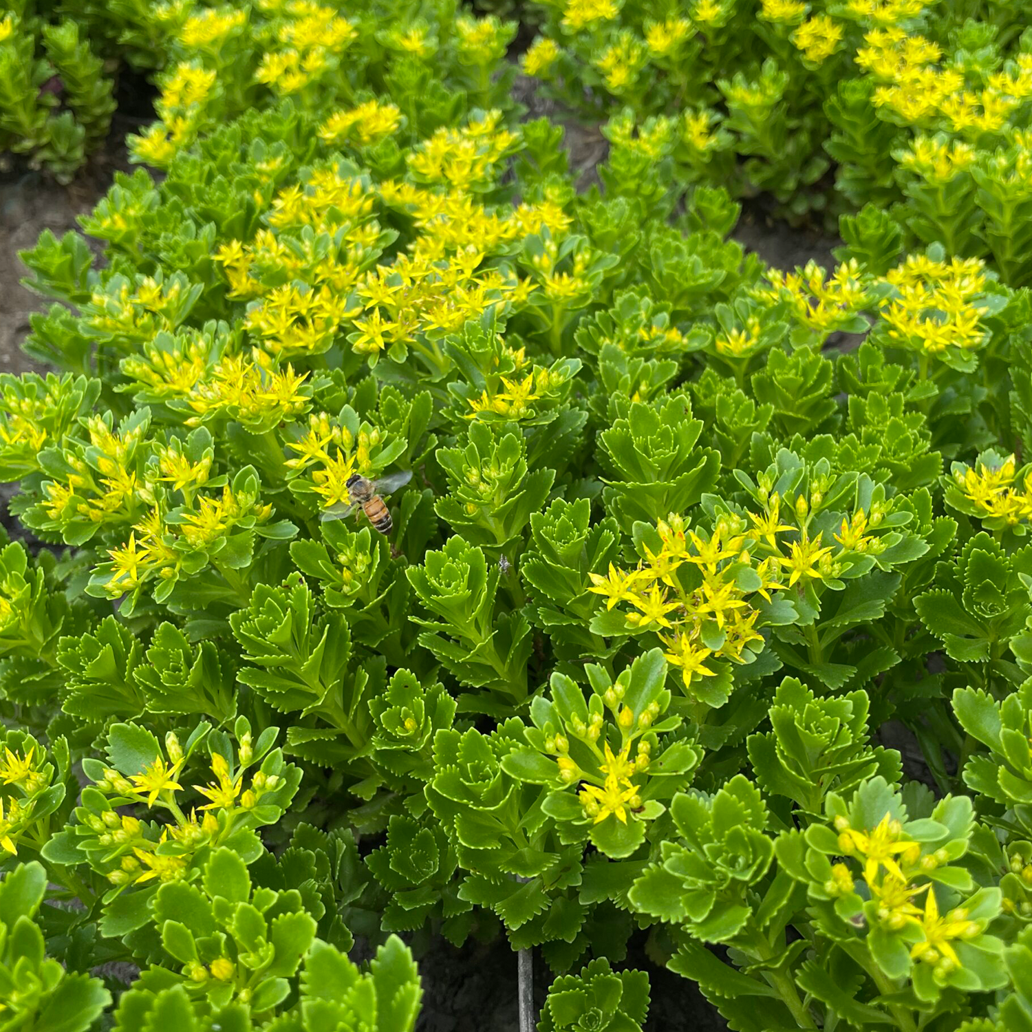 Sedum Phedimus takesimensis fully grown and flowering on living retaining wall