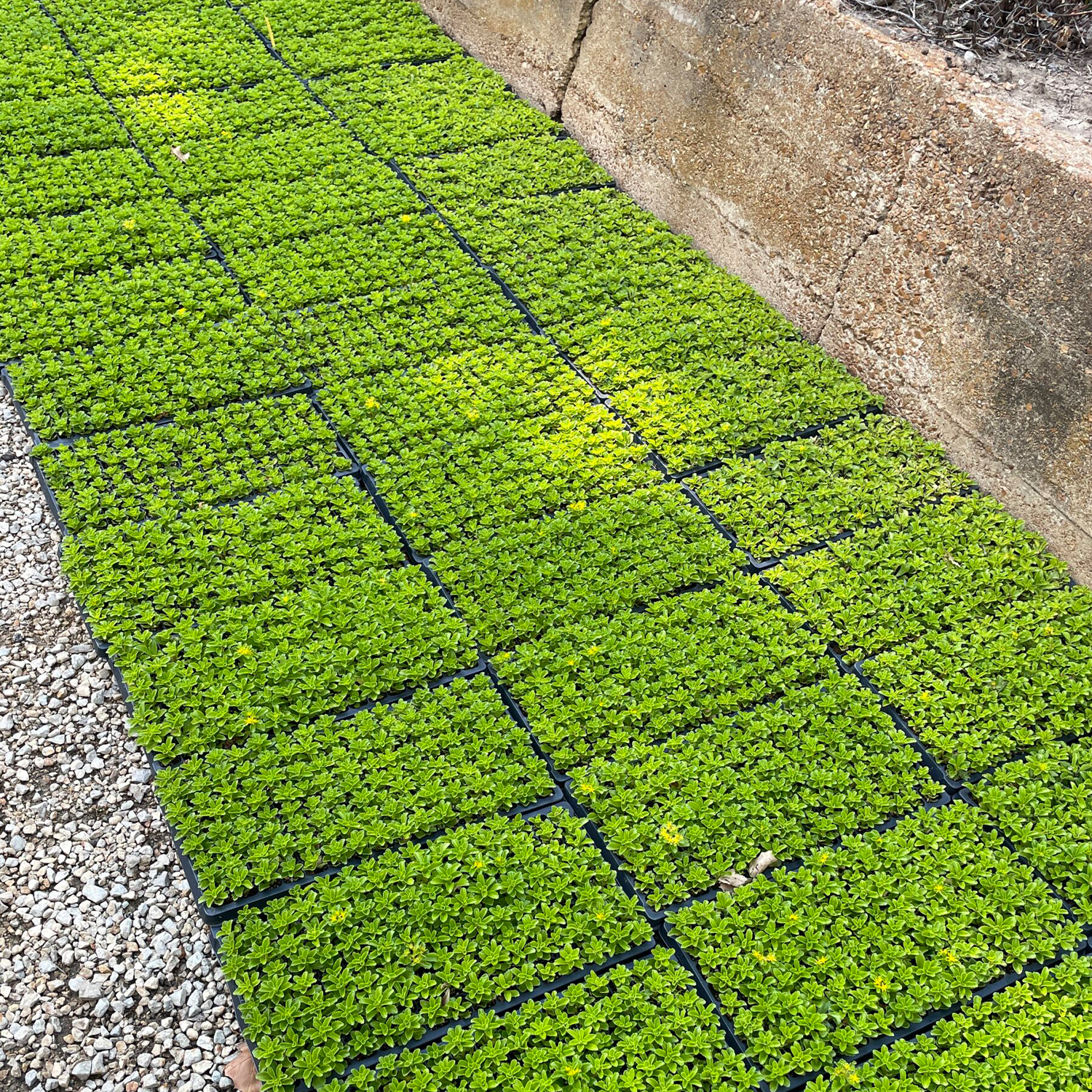 Trays of Sedum Phedimus takesimensis plugs ready for shipment