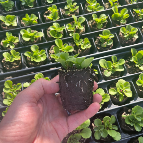 Sedum kamtschaticum live plug from 32 count tray in 50mm size