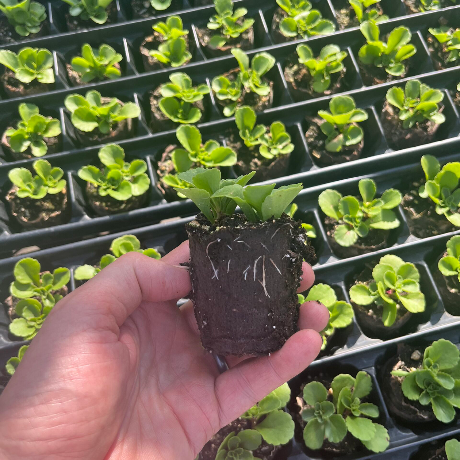 Sedum Plug Trays