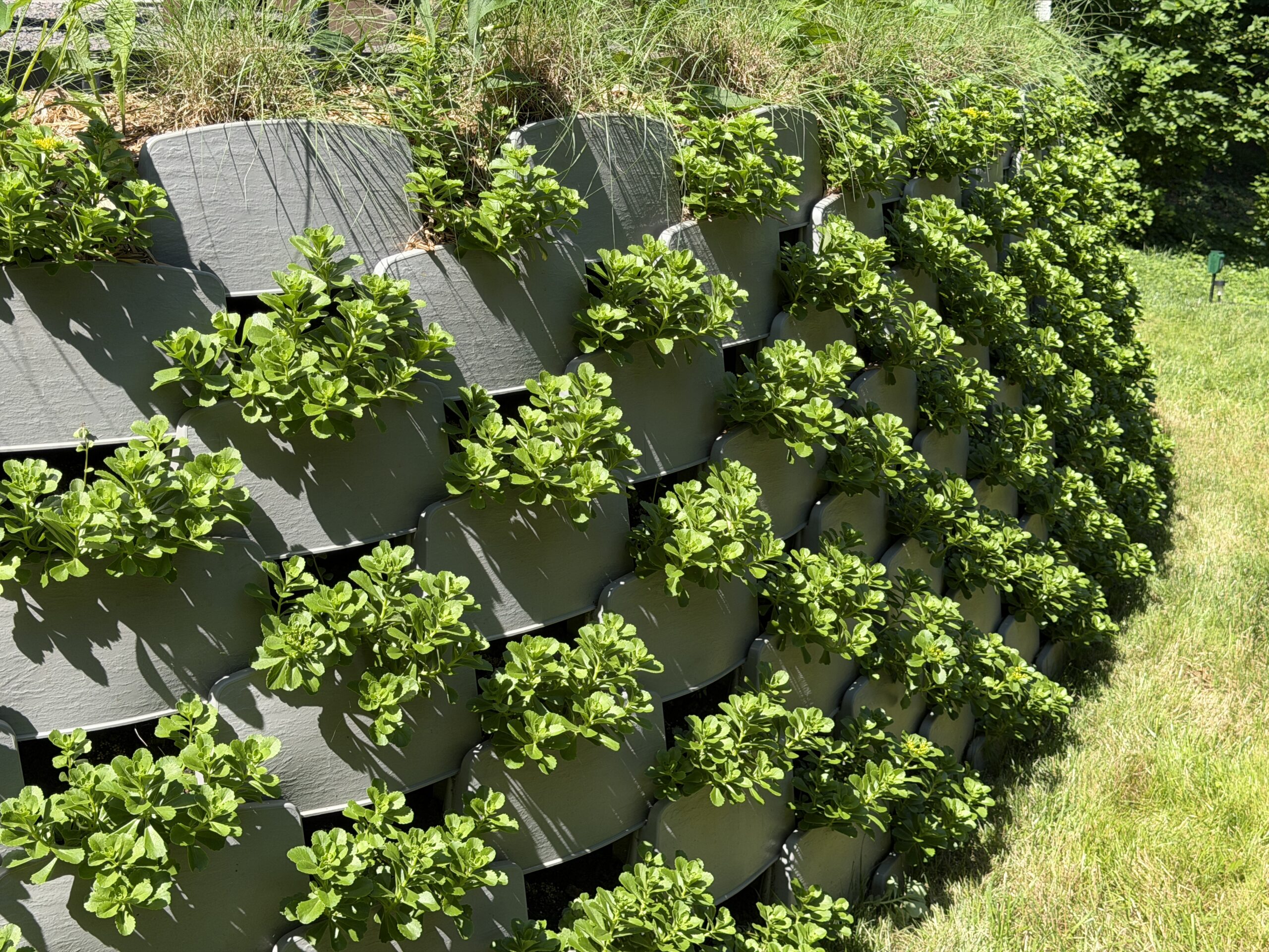 Varden plantable retaining wall blocks two months after planting